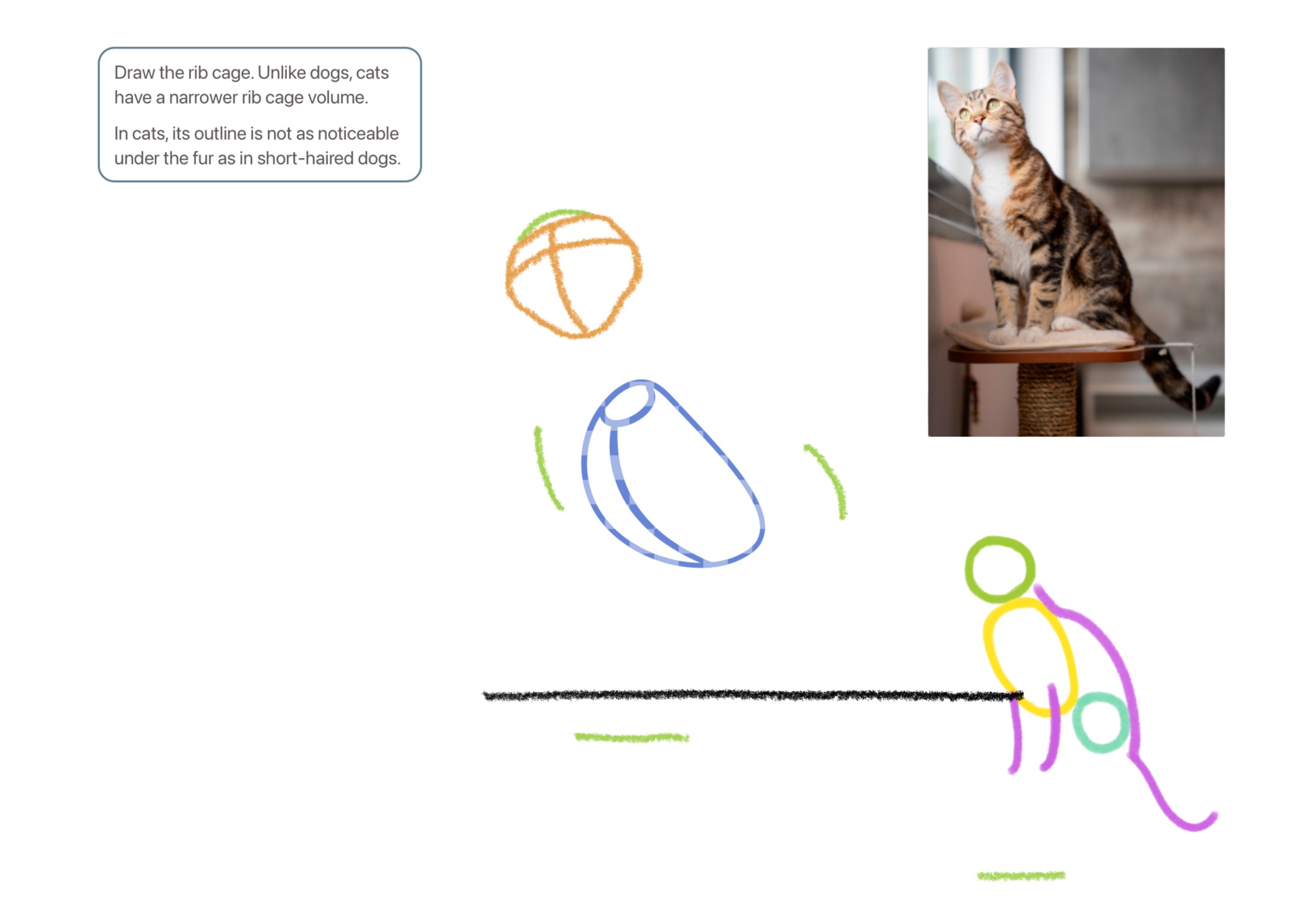 How to Draw a Cat in Step Mode: 25-Step Detailed Guide | ArtWorkout