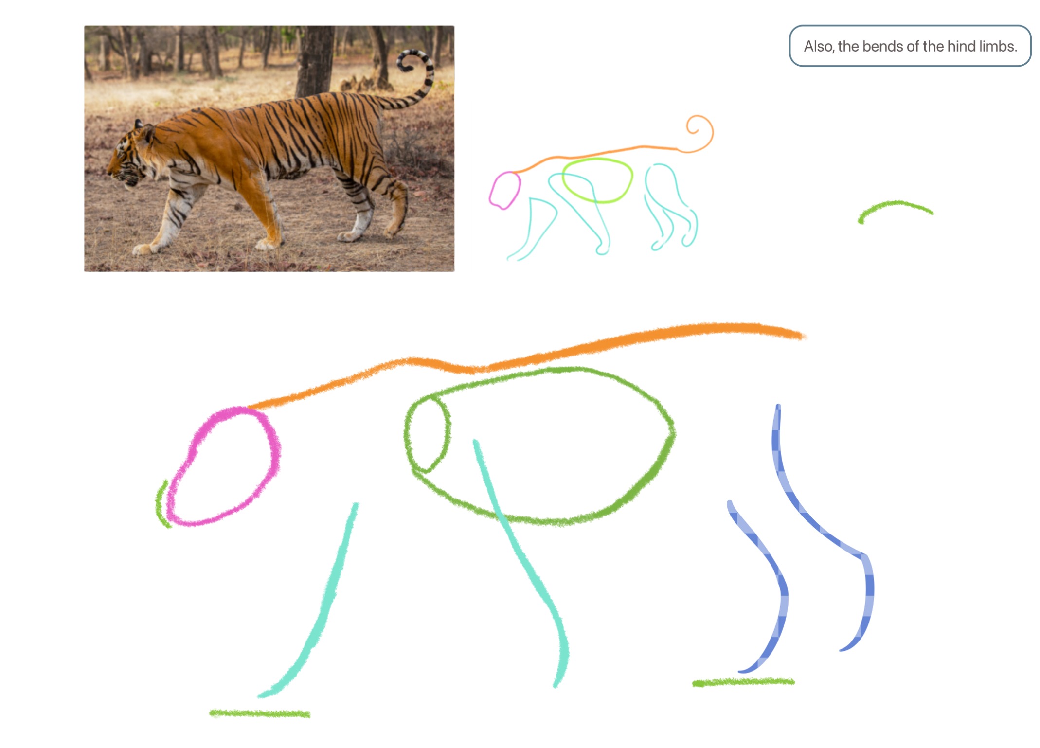 Blue Tiger Drawing Tutorial How to Draw a Tiger in Step Mode: 30-Step Detailed Guide | ArtWorkout