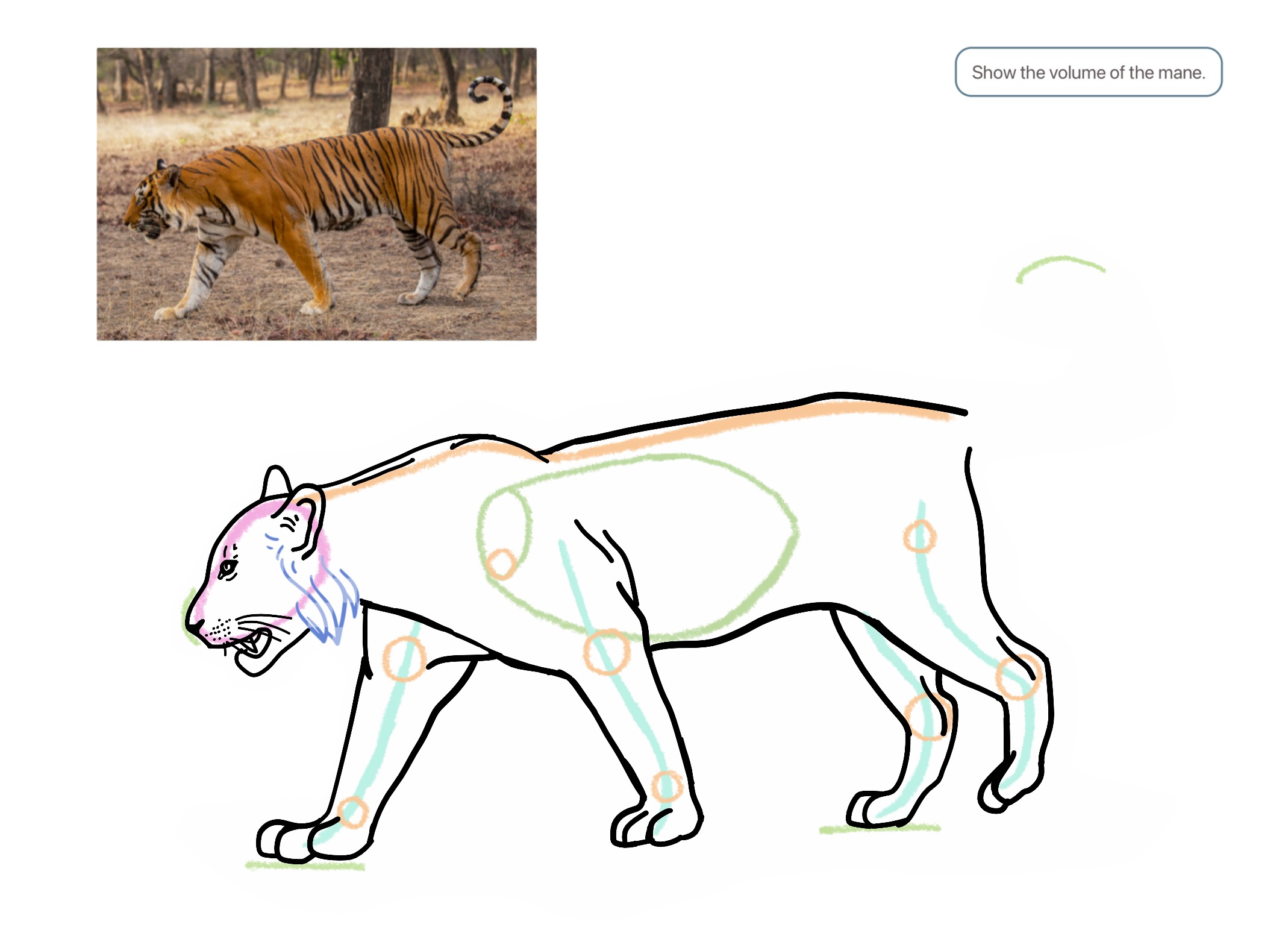 Blue Tiger Drawing Tutorial How to Draw a Tiger in Step Mode: 30-Step Detailed Guide | ArtWorkout