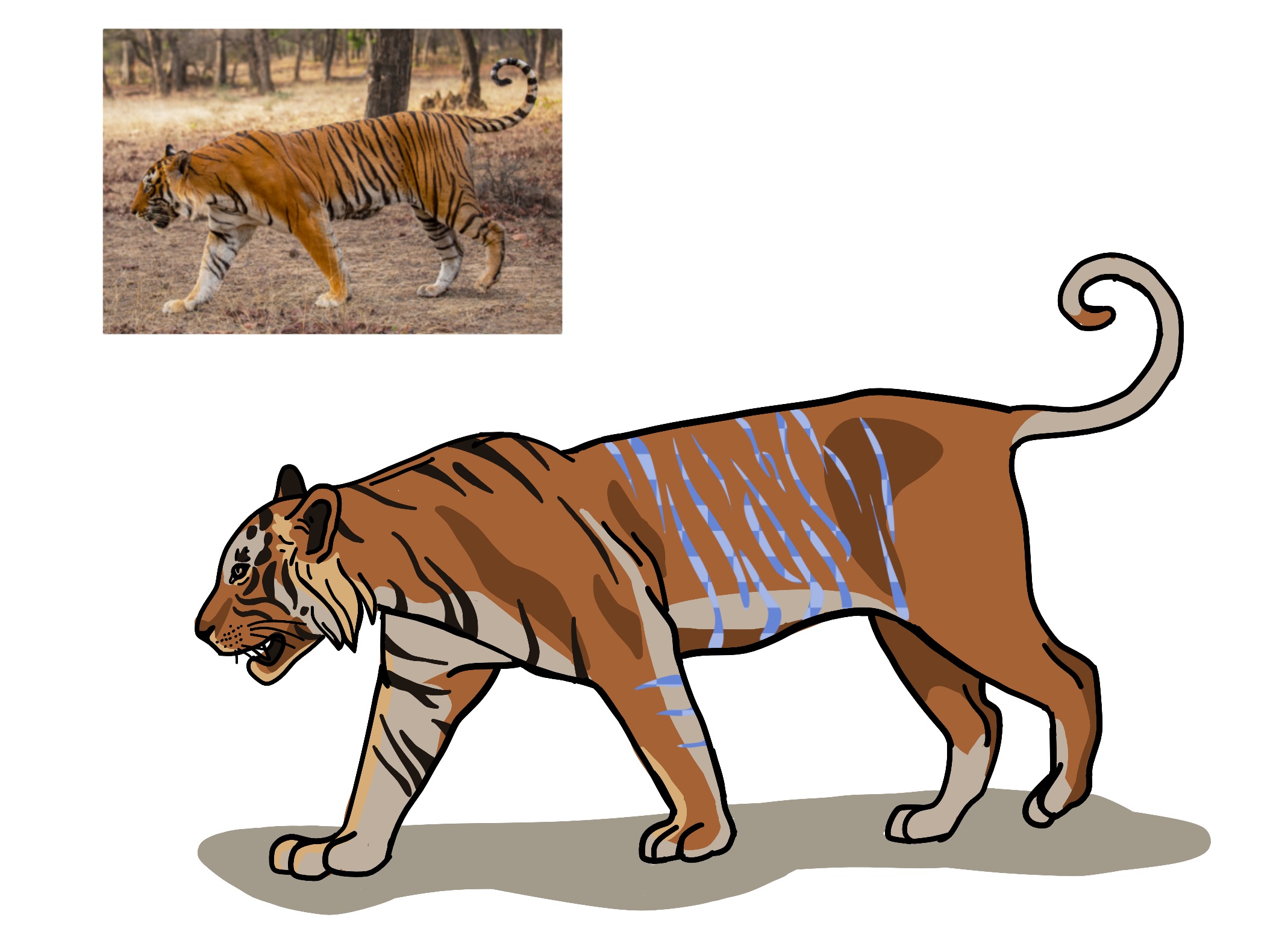 Blue Tiger Drawing Tutorial How to Draw a Tiger in Step Mode: 30-Step Detailed Guide | ArtWorkout