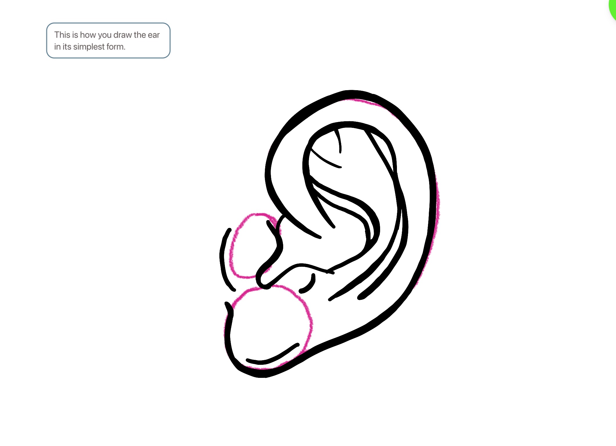 Simplified Ear How to Draw Ears in Step Mode: 14-Step Detailed Guide | ArtWorkout